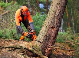 Reliable Pierson, FL  Tree Services Solutions