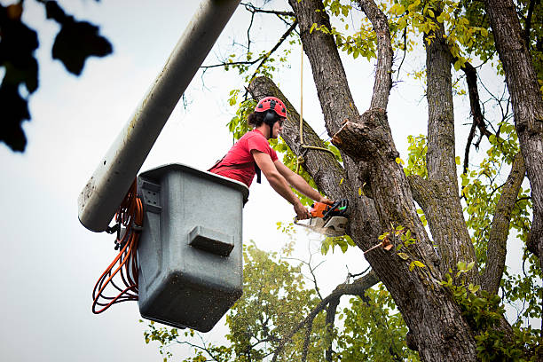 How Our Tree Care Process Works  in  Pierson, FL